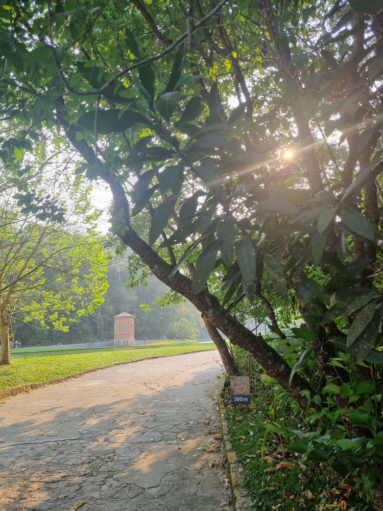 Picture of a park with a concrete pathway in the middle of the trees, you can see the sun peaking through the leaves
