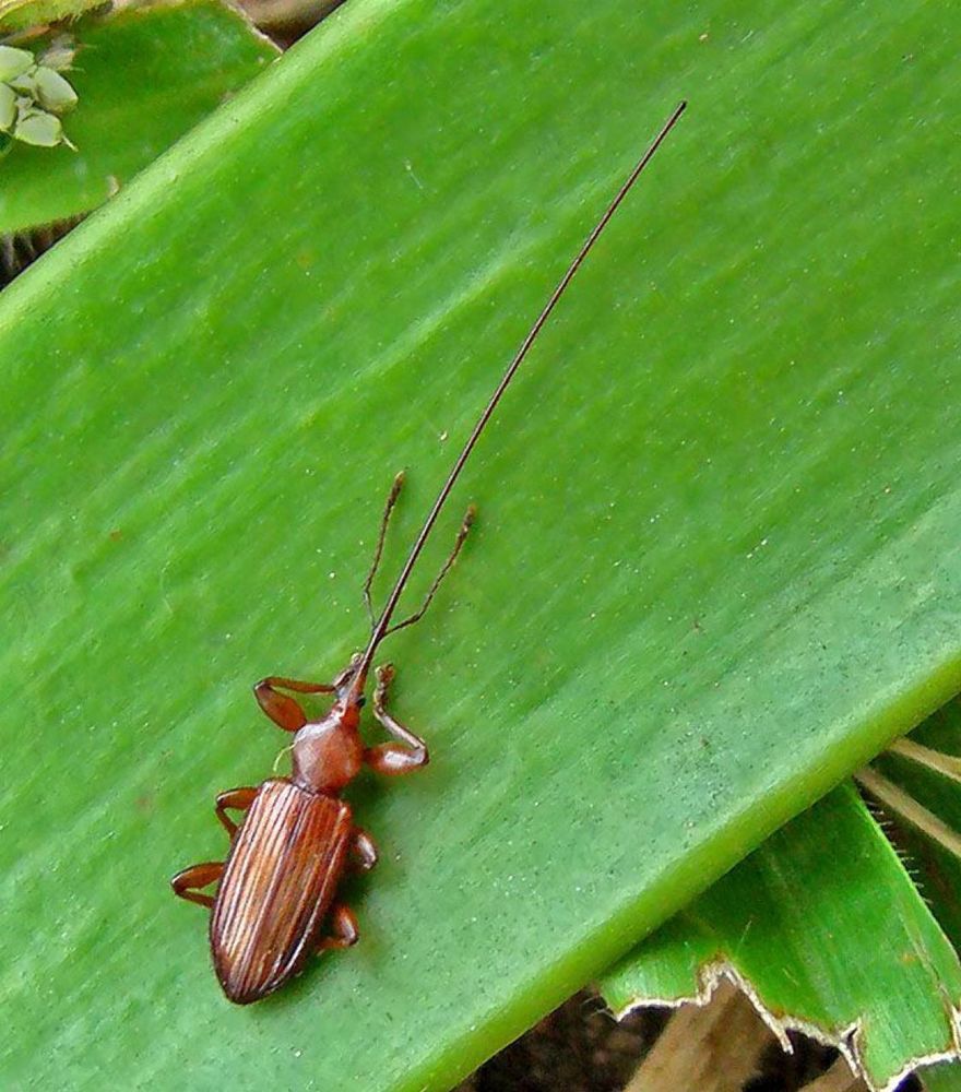 a brown weevil (type of beetle) on a leaf with a long snout about double the length of its body