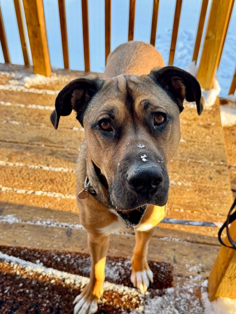 Dog standing and looking at the camera with some snowflakes atop their nose