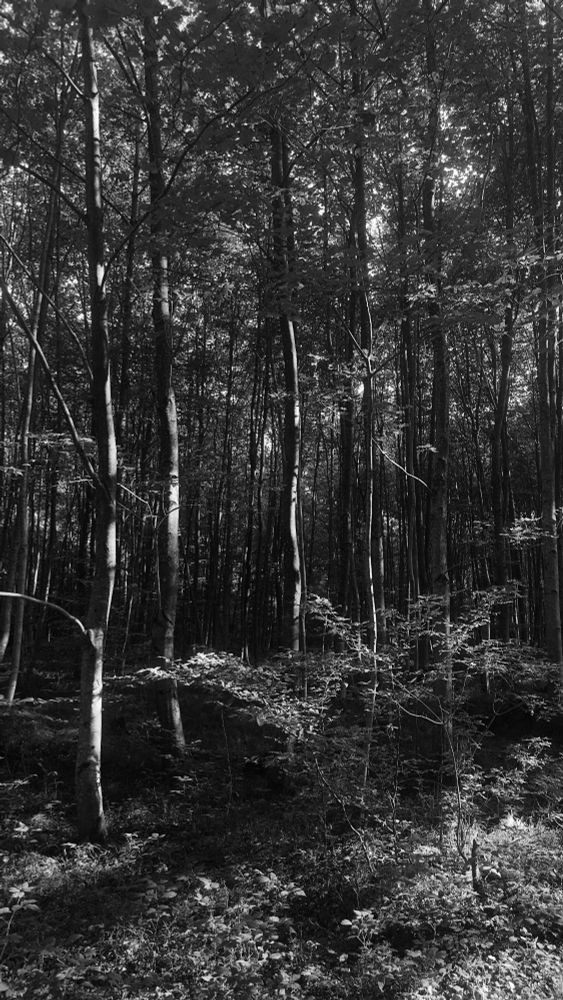 Schwarzweißaufnahme eines lichten Waldes mit schlanken, hoch aufragenden Bäumen. Sonnenstrahlen dringen durch das dichte Blätterdach und werfen helle Flecken auf den Waldboden, der von niedrigem Unterholz und Farnen bedeckt ist.