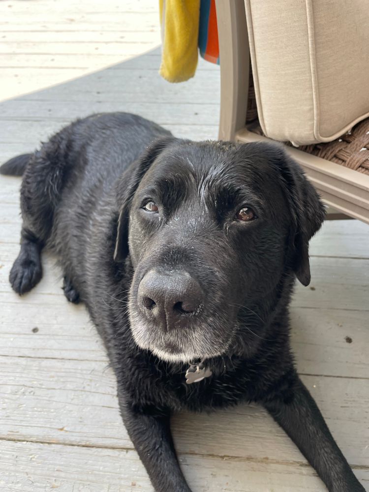Black Lab dog wet from taking a swim in the pool. 