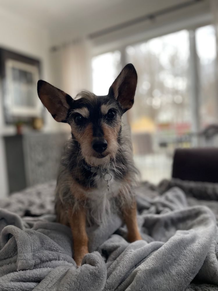 Small, scruffy  black and tan dog with huge ears. 
