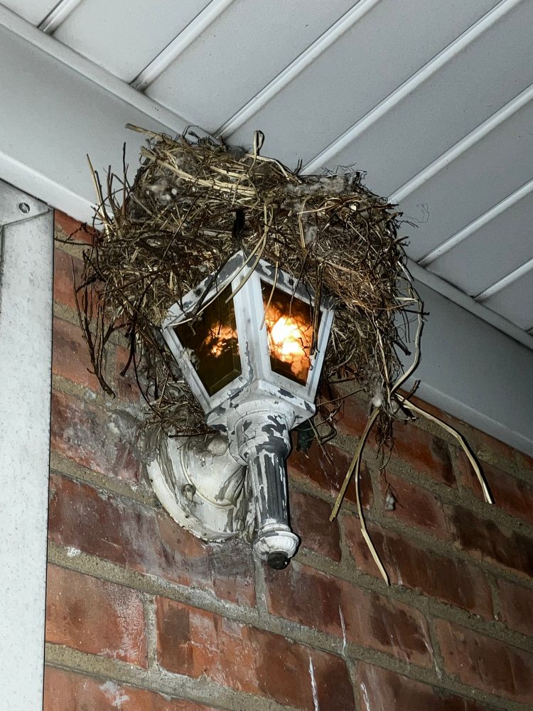 flash photo of a bird's nest on the top opening of an outdoor wall lamp.