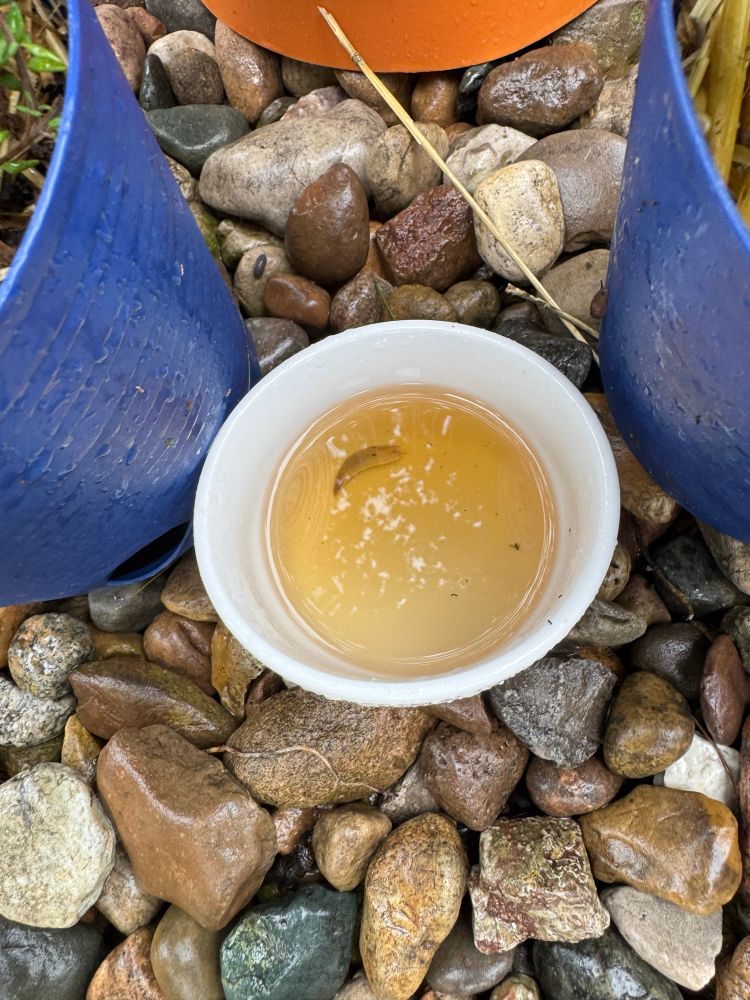 A gross but dead slug in a beer trap on some garden rocks