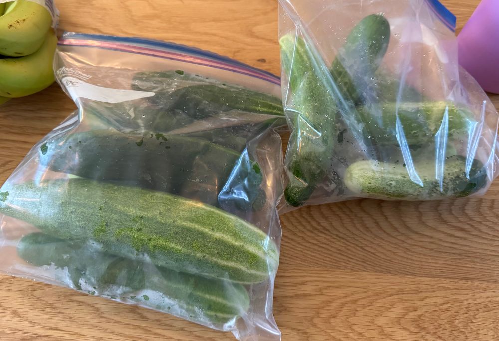 Two gallon bags full of cucumbers sit on a counter 