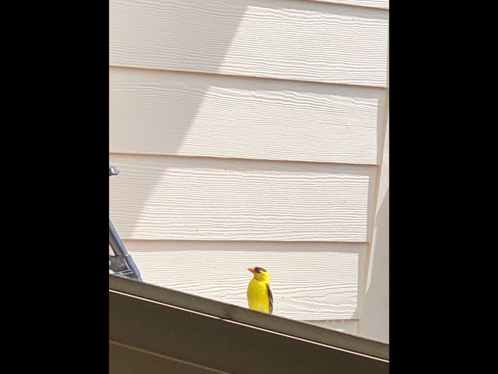Comment image