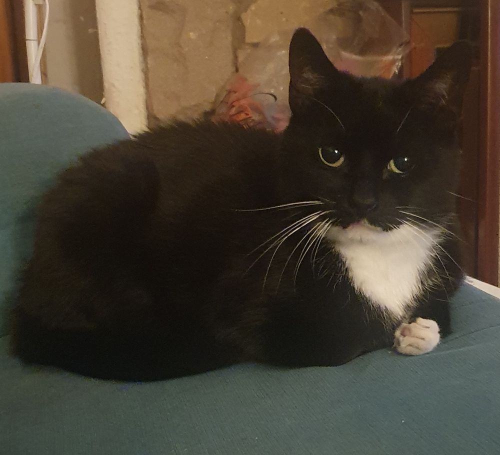 Picture of a handsome tuxedo cat staring at me from the other end of the sofa 
