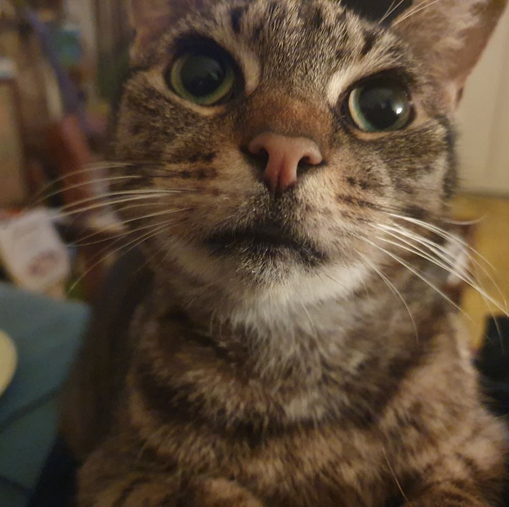 Picture of a cute tabby called Jimmy (female despite the name) looking up at me 