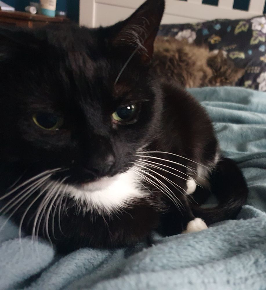 Picture of a suave looking tuxedo cat called Cricket resting on the bed. Margo is in the background 
