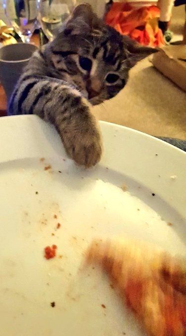 In this follow up photo, Murphy makes his move but I am snatching the pizza away. Unlucky pal 