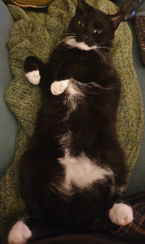 Picture of the same tuxedo cat from the quoted post, this time sprawled out on his back in a frankly undignified manner 