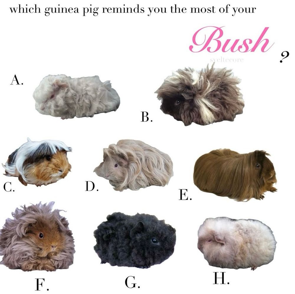 text reads: “which guinea pig reminds you the most of your bush?”

there are 8 different colored long haired guinea pigs lettered A through H