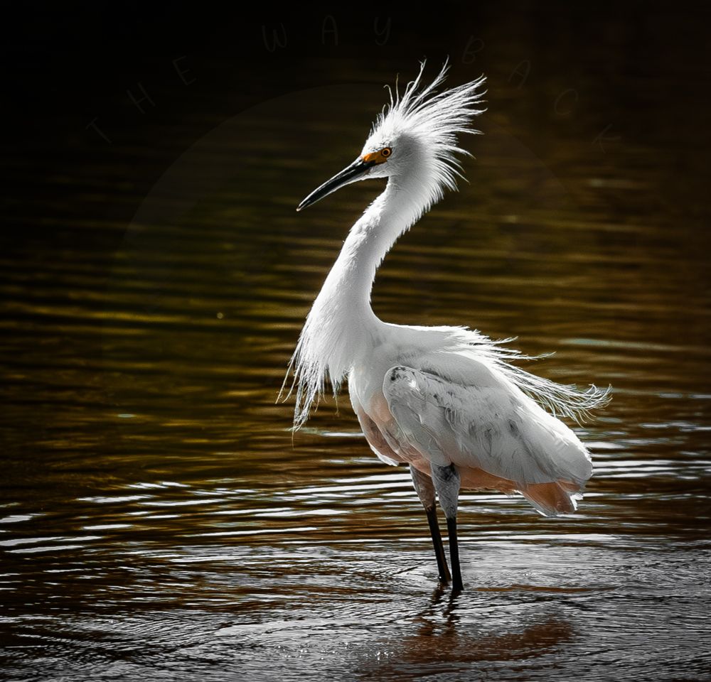 A striking Snowy Egret stands in shallow water, its white plumage illuminated dramatically against a dark, golden-brown background.