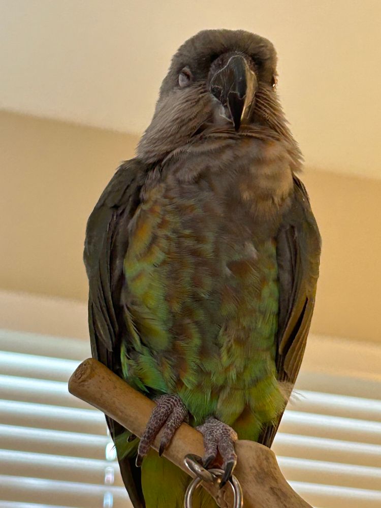 Photo of a red-bellied parrot taken from slightly below. She is calm and slightly fluffy with a sleepy look.
