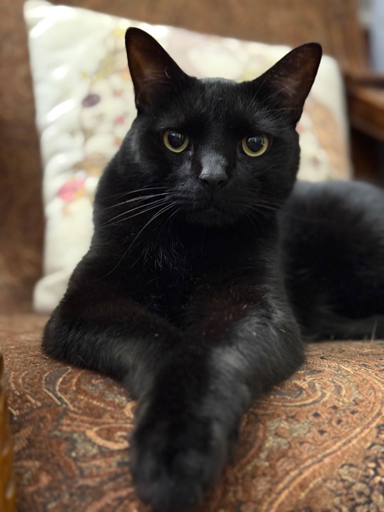 portrait mode photo of an all black cat looking into the camera, with his front feet crossed in front of him 