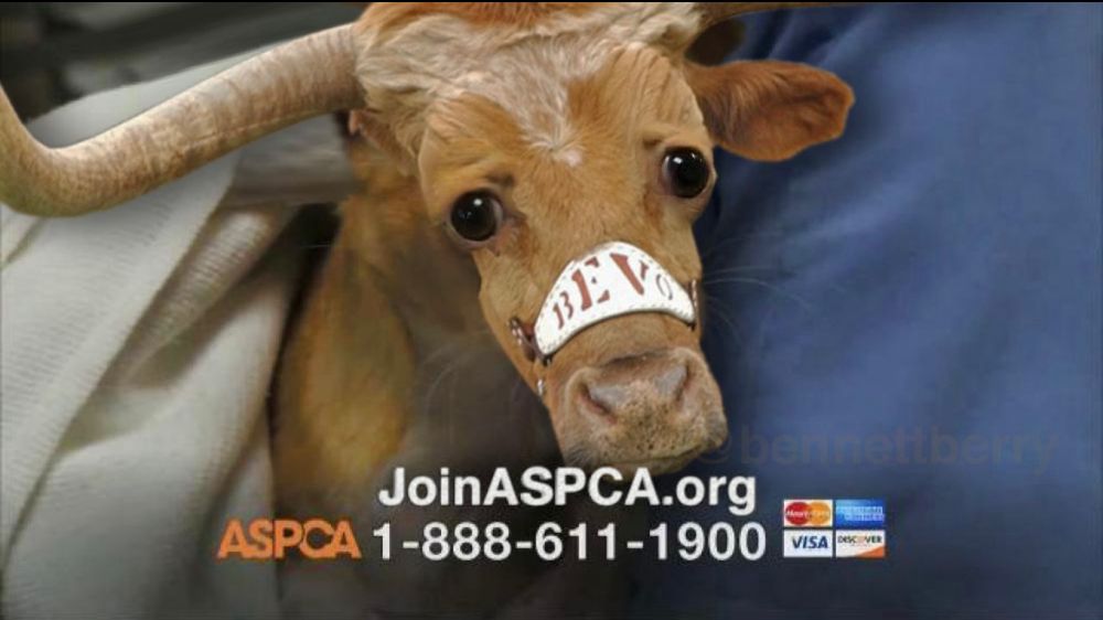 Bevo in an ASPCA ad. He needs your help.