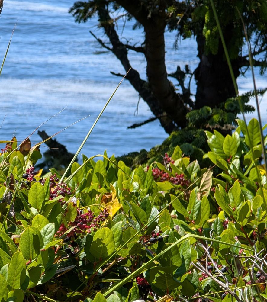 Salal berries ripening on a cliff above the Pacific Ocean near Oceanside, OR.