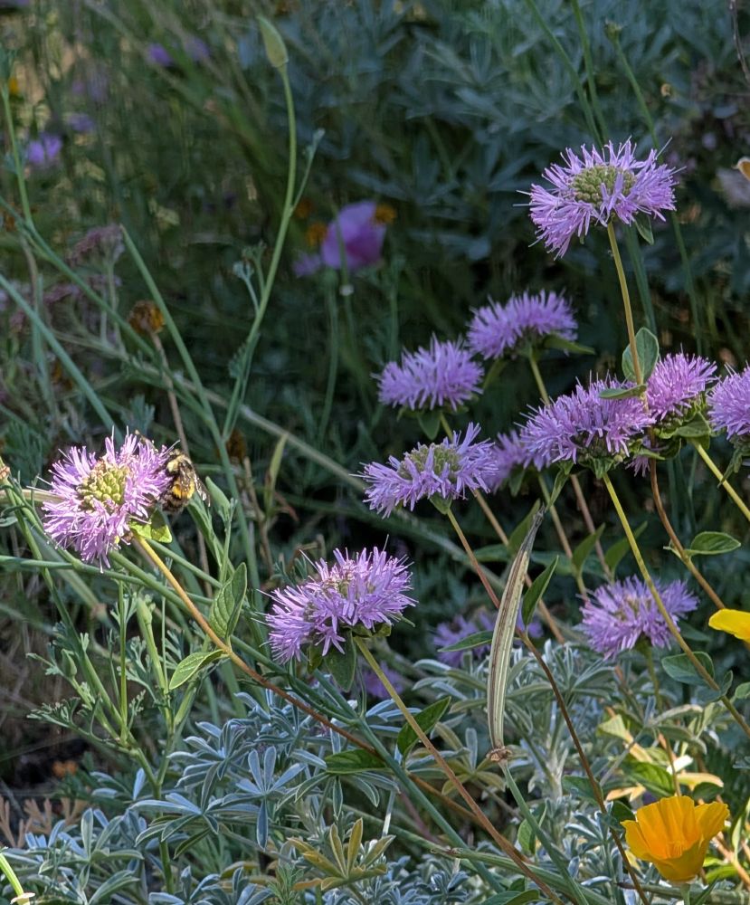 Pretty Bumblebee feeding on Coyote Mint
