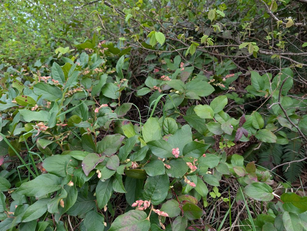 Salal makes a great shady hedge and is a great addition to hedgerows