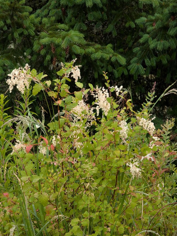 6 yr old Oceanspray in my garden with it's first year full flower show!