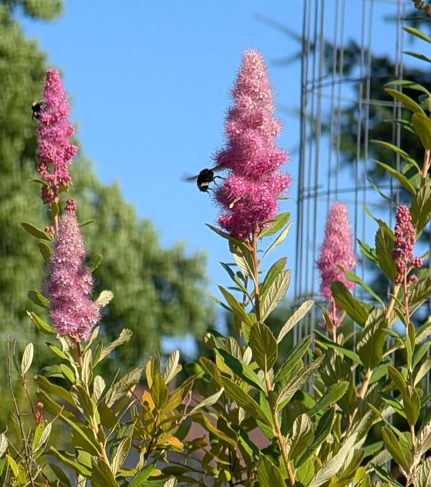 The Bumblebees were loving the flowers last night!
