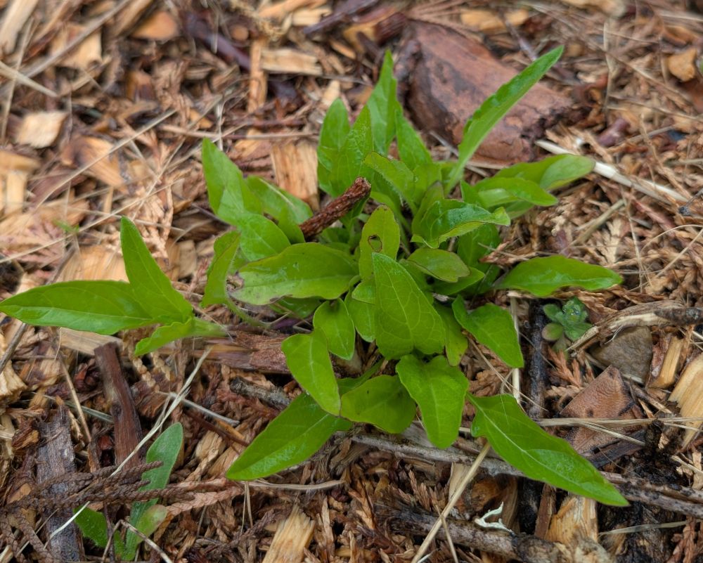 Lanceleaf Self Heal seedling plug getting established!