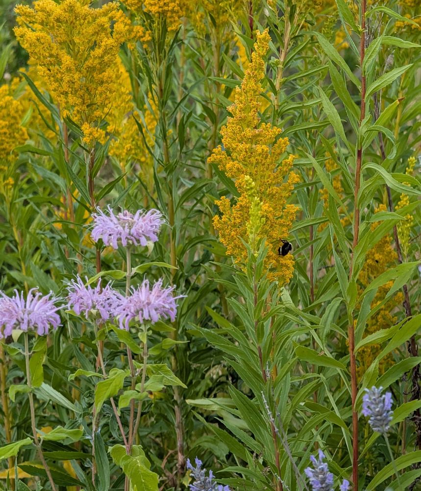 Gorgeous little bumble resting on a Goldenrod plume early in the morning.