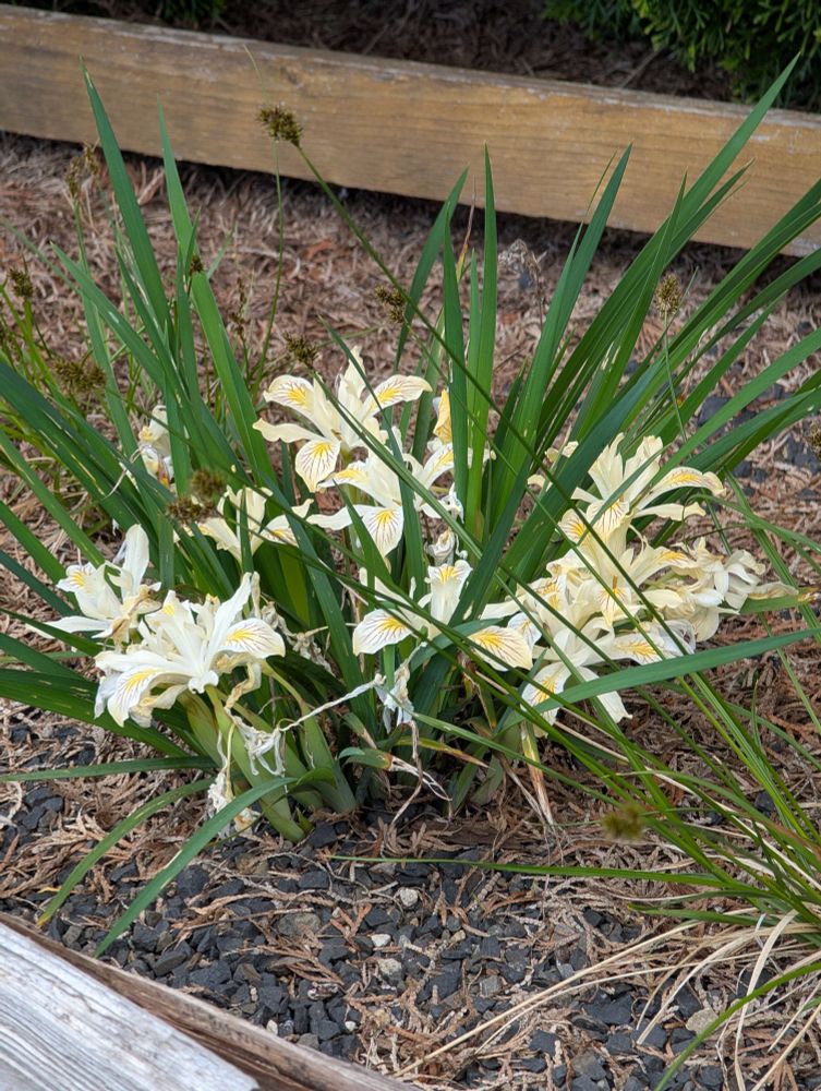Adorable little clump of Yellow Leaf Iris.