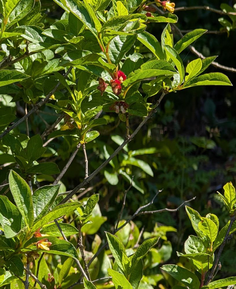 A closer view of Twinberry's flowers and forming berries. This lovely native shrub makes a wonderful dense privacy hedge even after it's leaves drop in the summer!