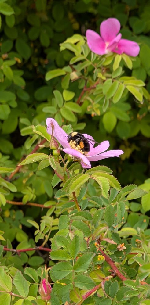 Beautiful queen Bumblebee feeding on a Nootka Rose flower.