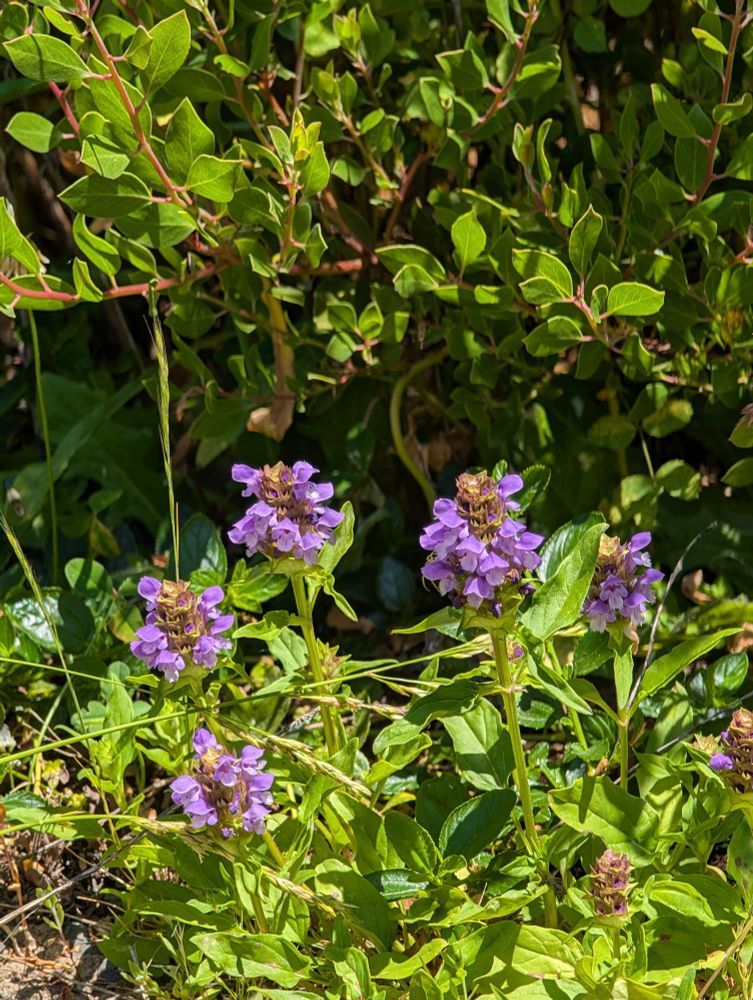 Young Lanceleaf Self Heal plant growing under a Howard McMinn Manzanita.