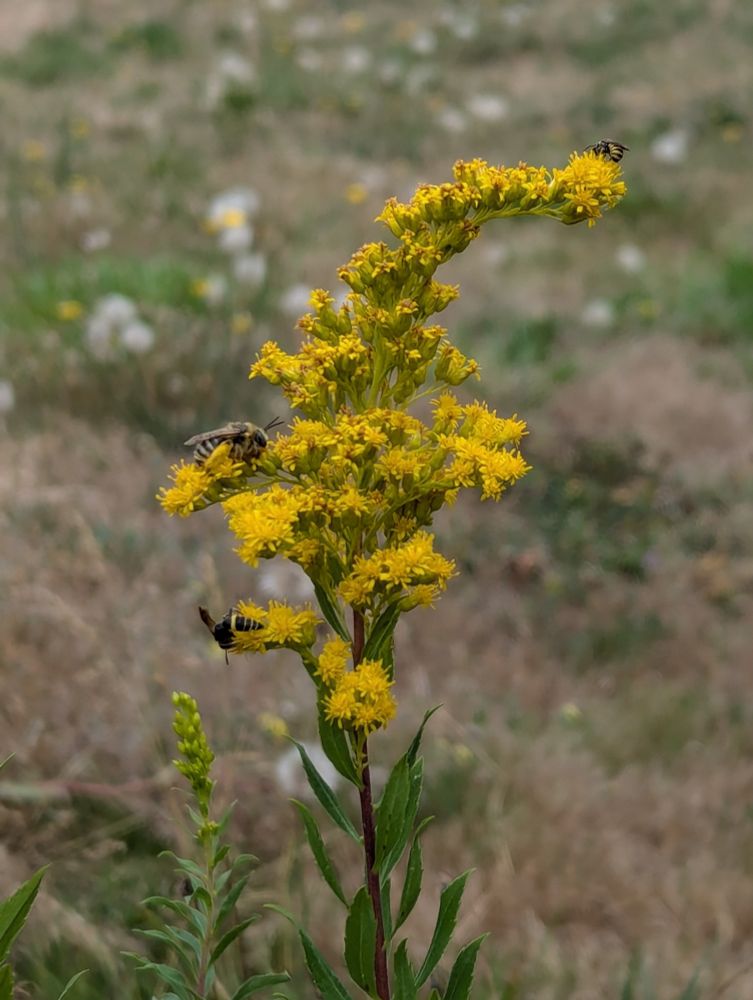 Those hungry bees!