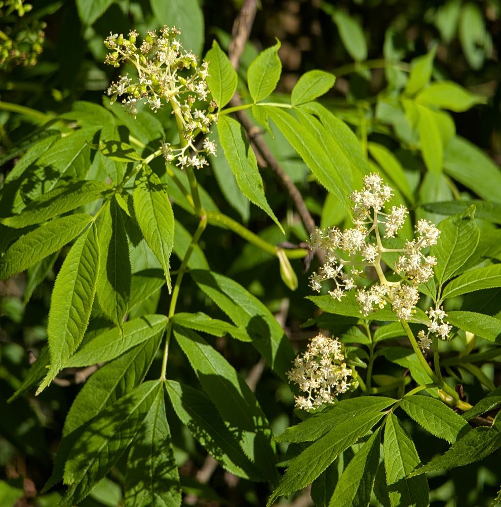 Red Elderberry flowers and leaves.
