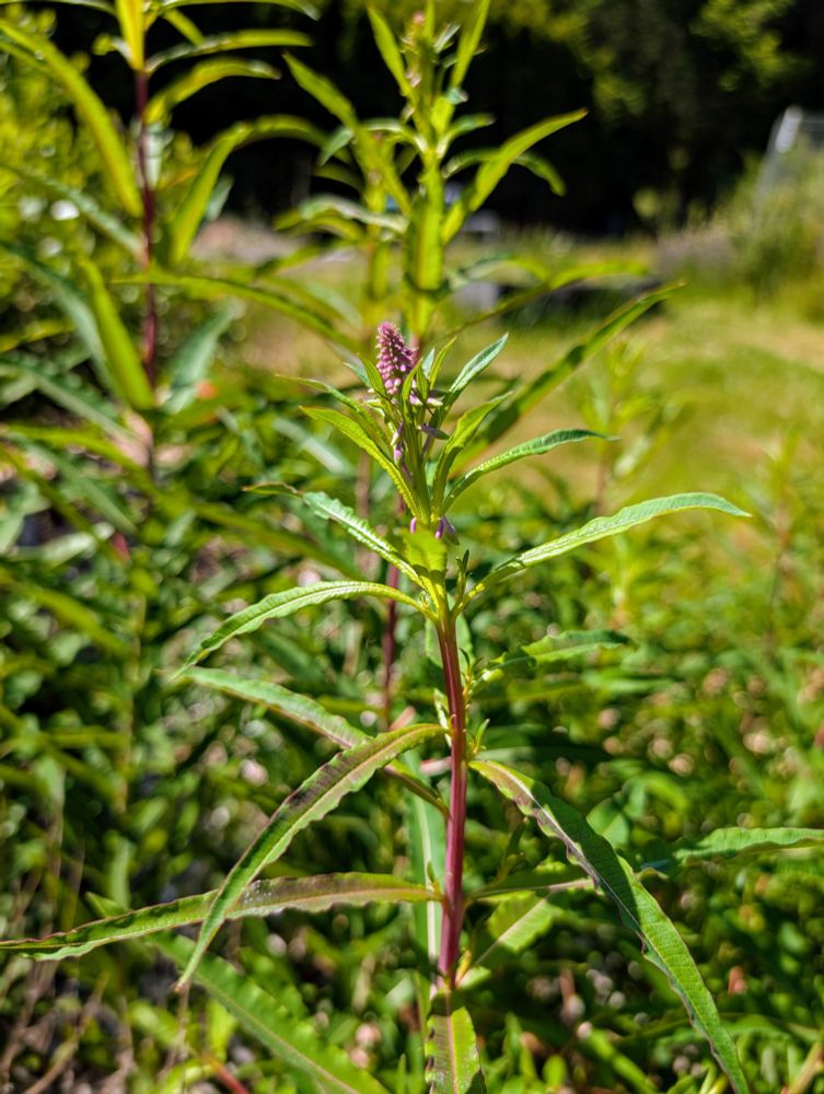 Pretty little Fireweed blossom!