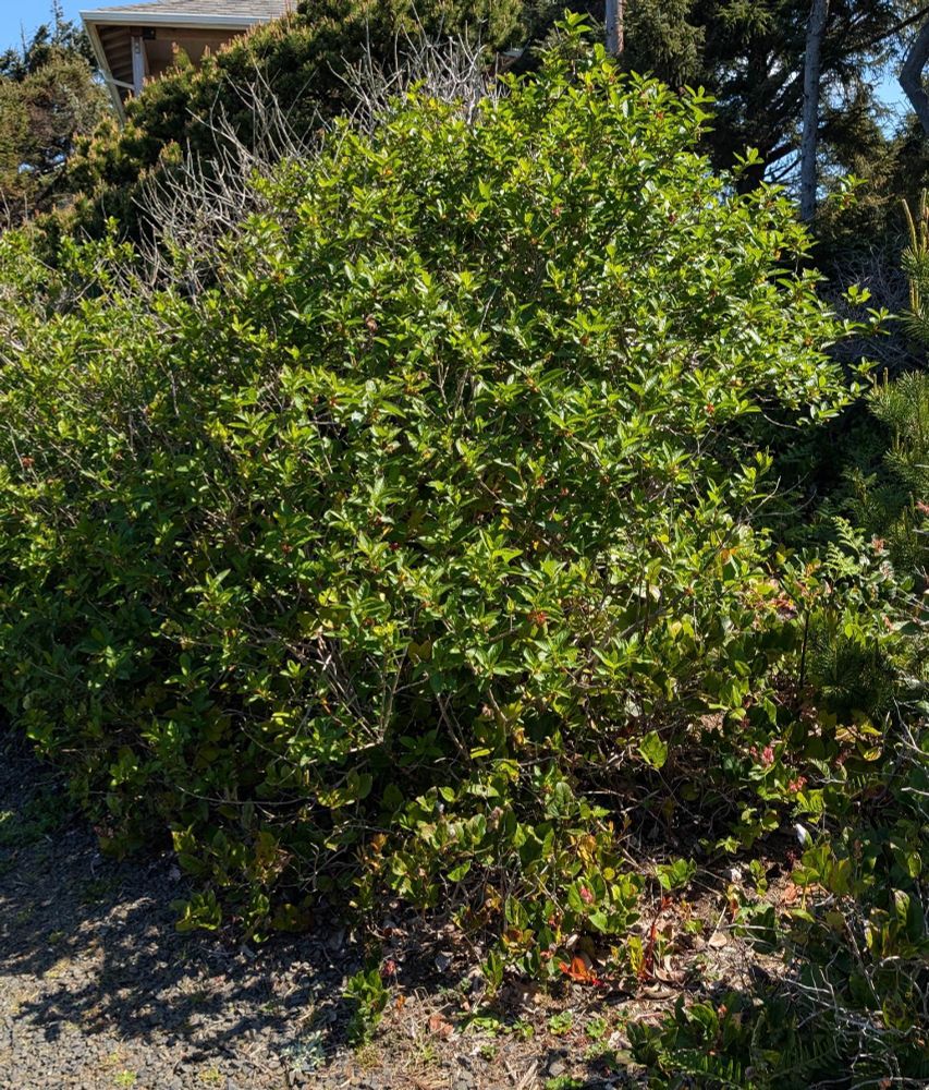 Beautiful Twinberry Honeysuckle along a gravel road in Beverly Beach, Oregon. A great shrub for coastal gardens as well as more inland gardens West of the Cascades!