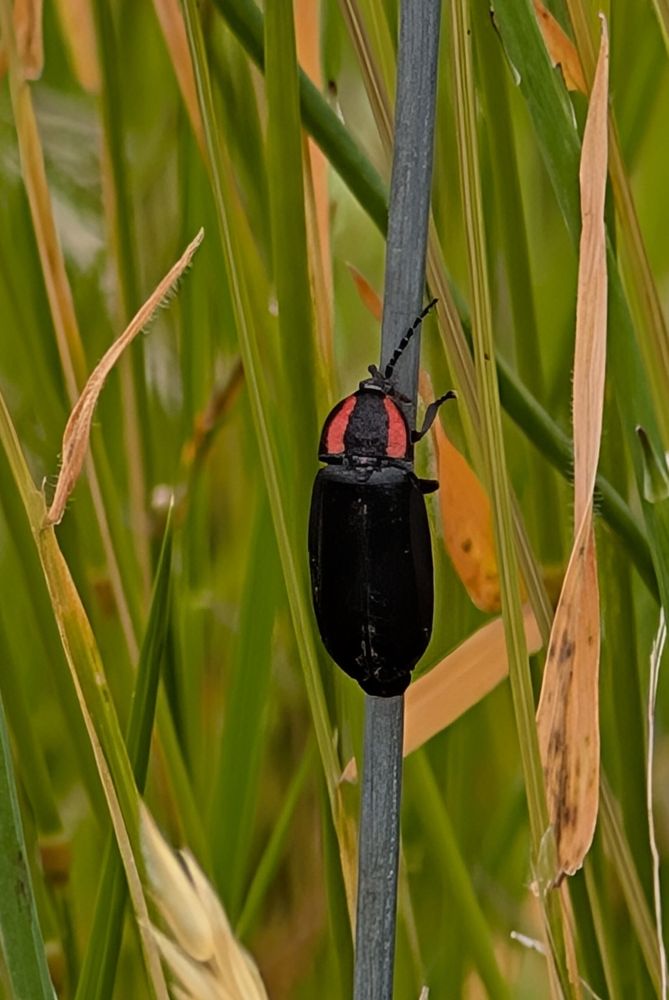 Adult form of the California Glowworm