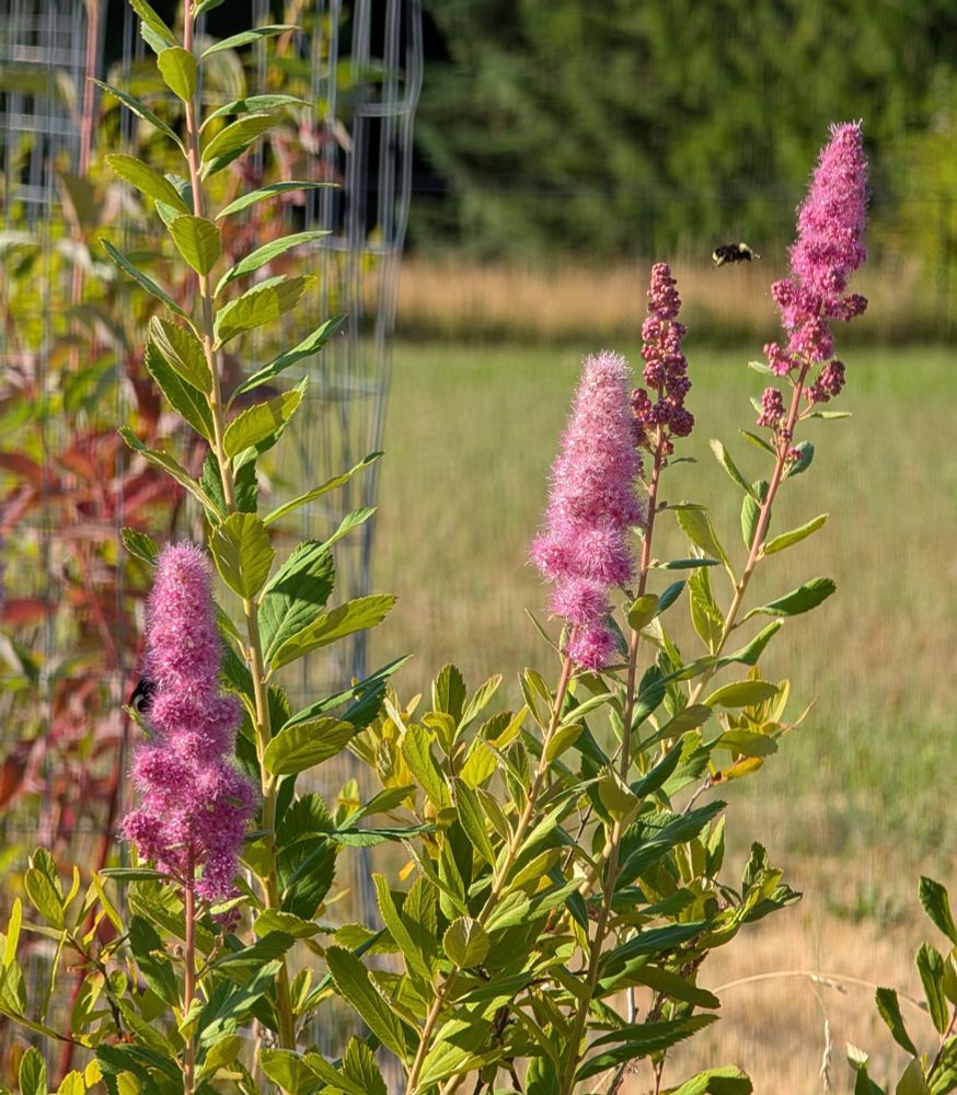 More Bumble Spiraea love!