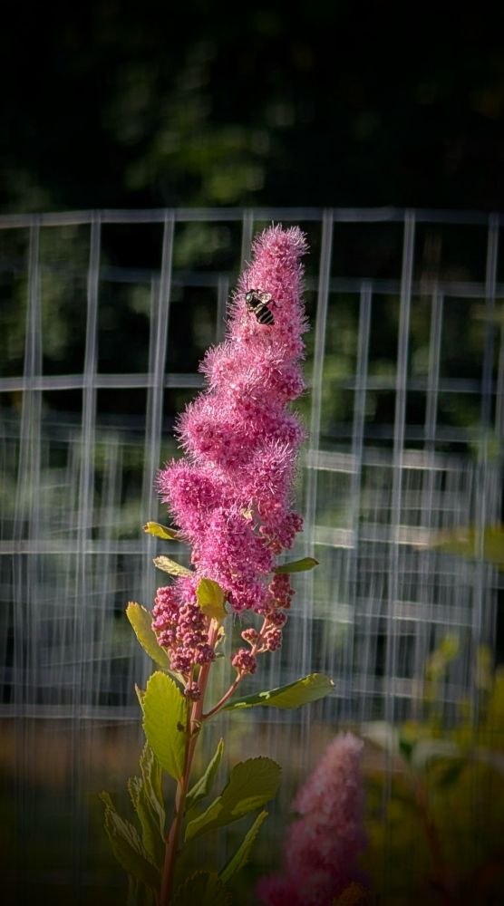Beautiful pollinating fly also partaking! 