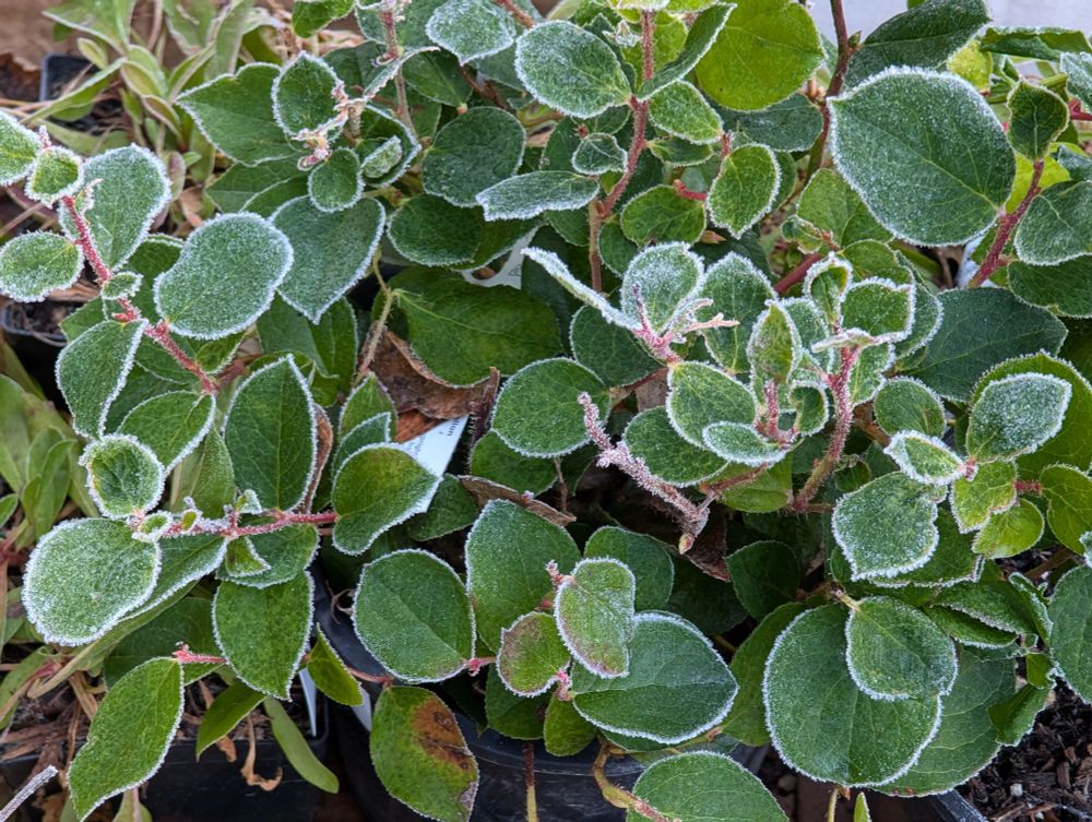 Salal is evergreen making it a wonderful garden addition for Winter interest!