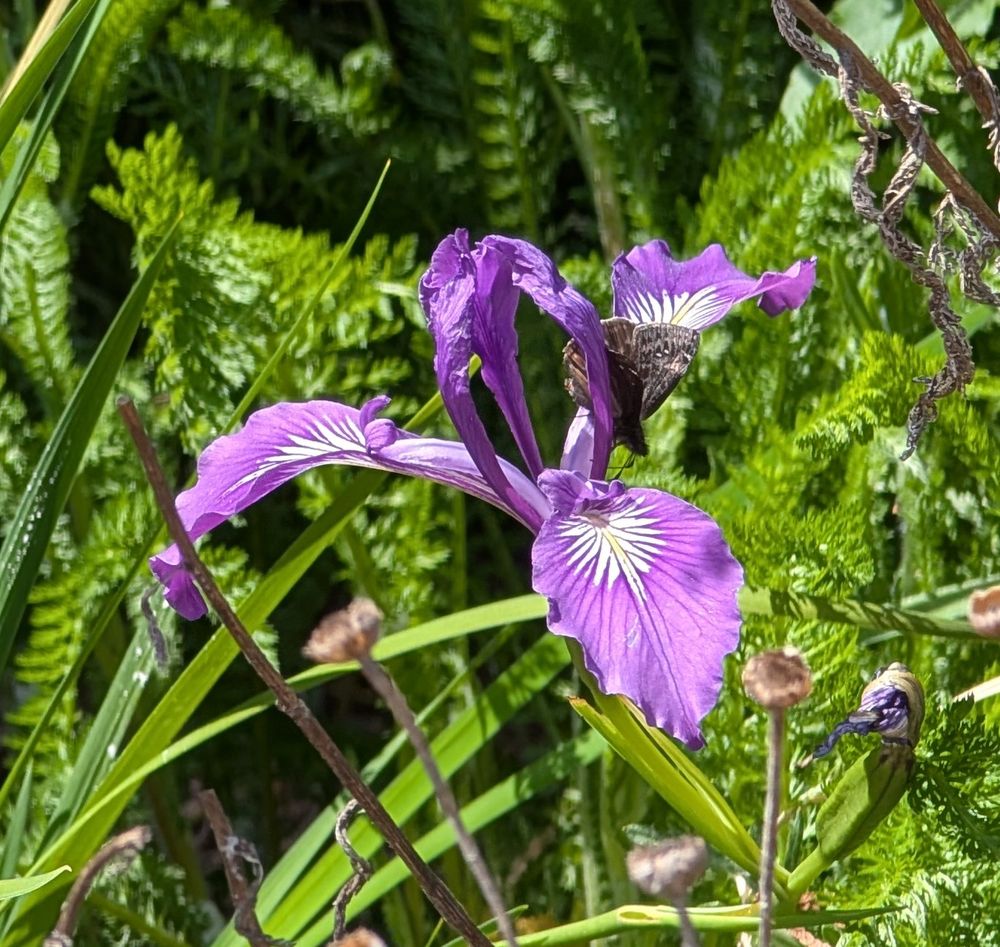 Persius Duskywing feeding from an Oregon Iris