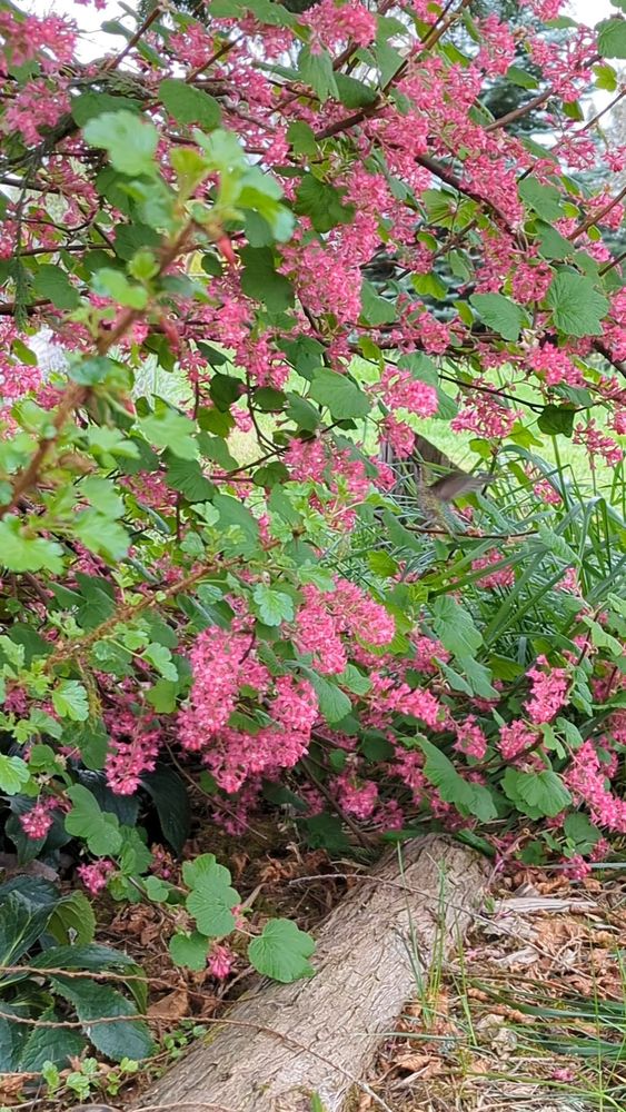 Can you spot the green Anna's Hummingbird camouflaged with the green foliage while feeding from Red Currant flowers?