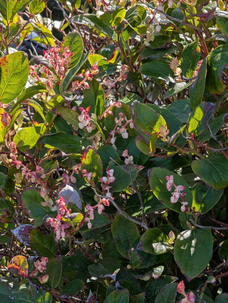 Salal is gorgeous year around. Starting in mid-late spring it's adorned with beautiful little pink-white bell shaped flowers.