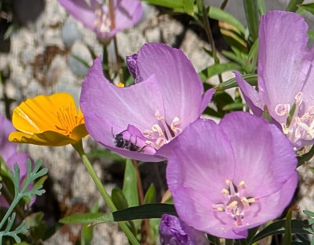 This leaf cutter bee took a tumble after cutting out it's petal prize.