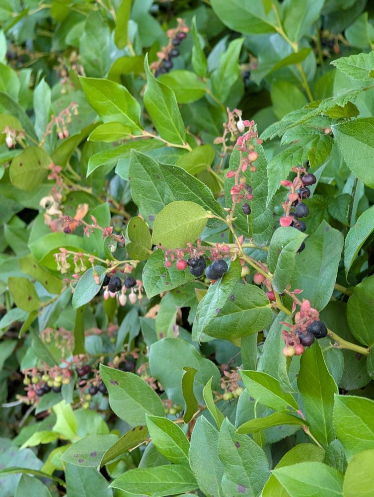 Salal continues to flowers even while adorned with ripe berries.