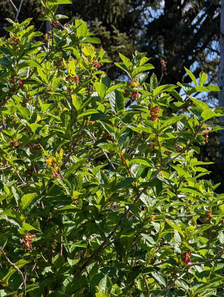 Twinberry honeysuckle's showy flowers and ripening berries glowing in the sunlight! This beauty is very versatile tolerating both seasonal flooding and drought. Once established it will happily grow along a stream, under a tree, or along a pasture fenceline!