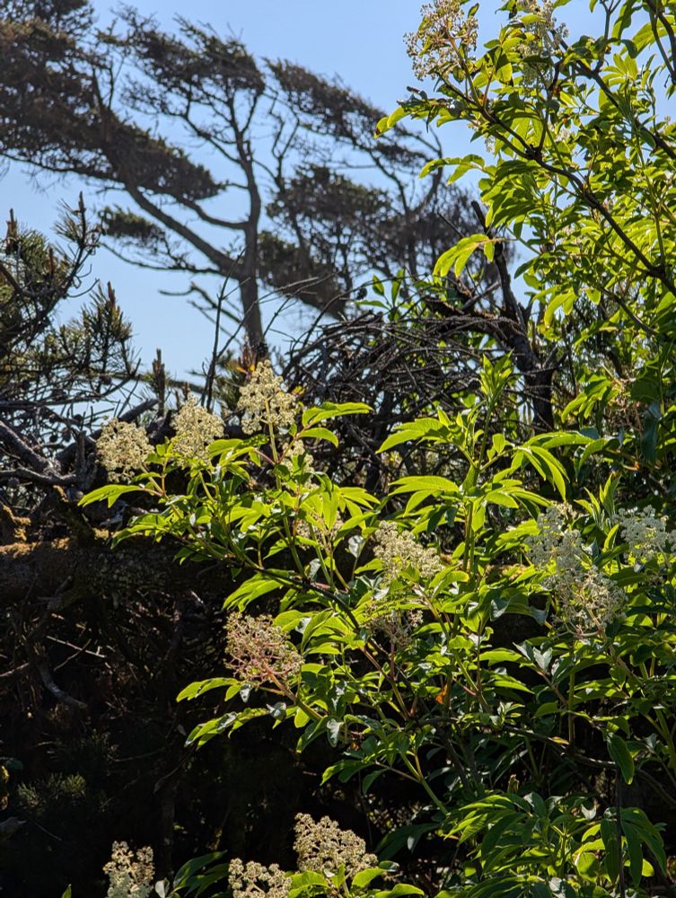 Flowering Red Elderberry glowing in the sun.