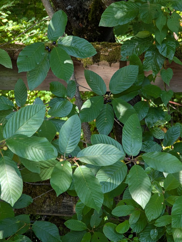 Cascara berries in varying degrees of ripeness.
