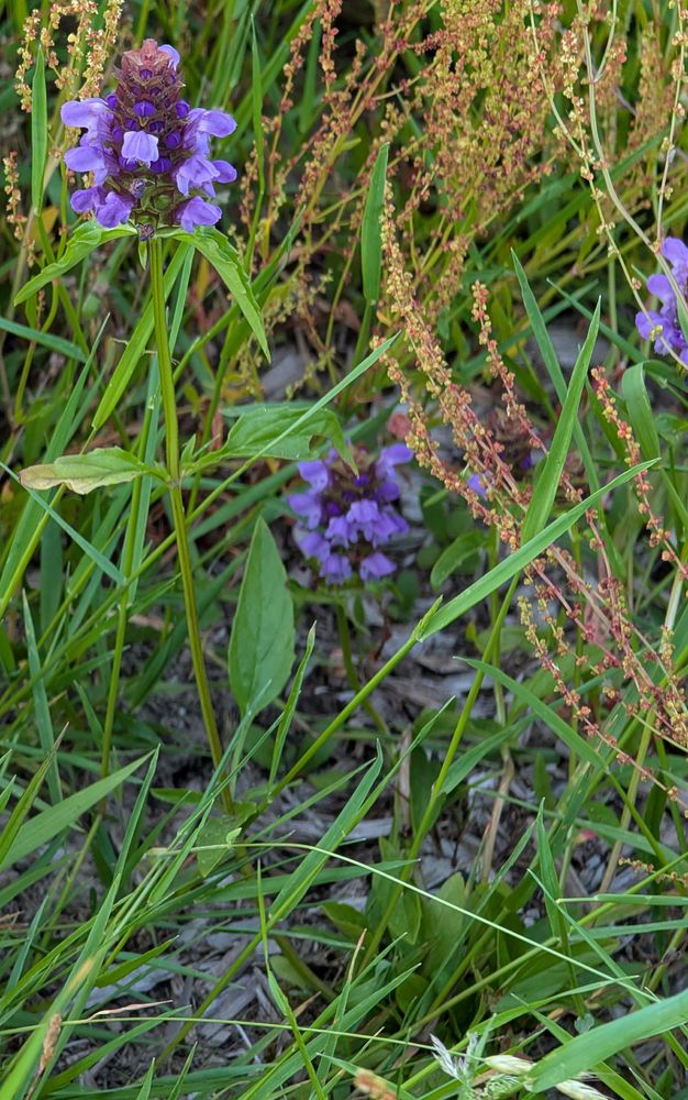 Lanceleaf Self Heal seedling growing in a pasture despite the Sheep Sorrel on all sides!