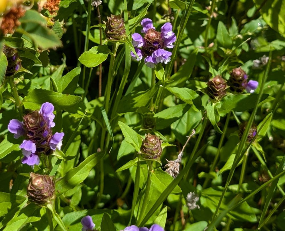 Lanceleaf Self Heal growing under a Nootka Rose with pasture grass. 