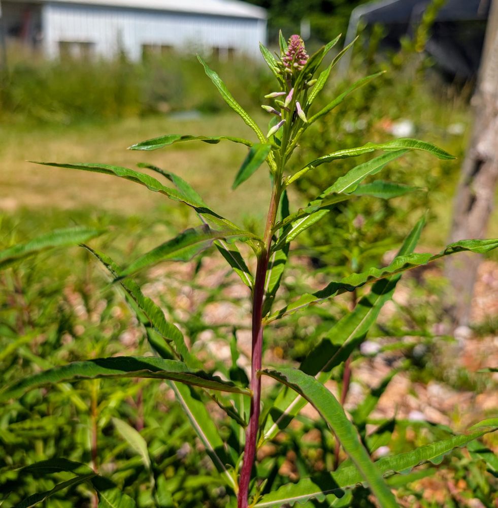 So excited to see the Fireweed flowers forming!